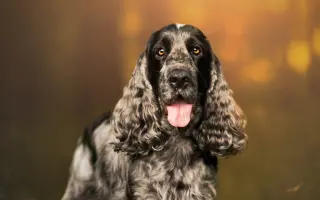 Dazzy - pomozme mu zpátky do života