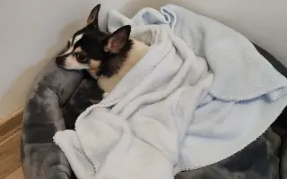 Šance na bezbolestný pohyb pro Pupika