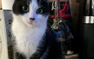 Pomozte❤️ Srdce pro zvířata - naděje pro opuštěné