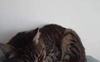 Pomozme Mikymi s náklady na veterinární péči
