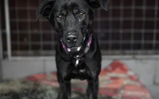 Nové boudy pro chlupáče z ANIDEF