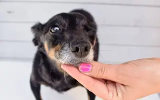 Pomozte opuštěným a týraným psům domů 🩷 LookingForPets