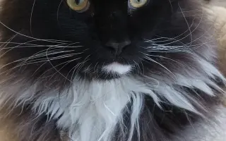 odrostlé kotě Gabriel