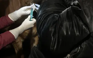 Pomozme Akitě volně dýchat