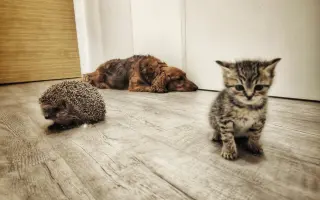 Pomoc pre Hectorka ❤️ držte tlapky, právě bojujeme 🍀