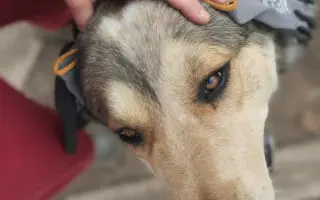 Zpátky do života - pomozte zvrátit těžké psí osudy