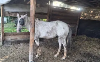 ❤️ Zachránit nestačí. Pomozte nám postarat se o ně dál...