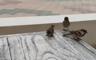 CD singl - "Kávy čas"