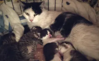 Šance na život pro Ouška a další kočičky z našeho depozita