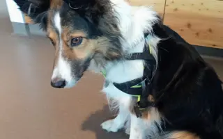 Zachraňme společně nemocného Badýska