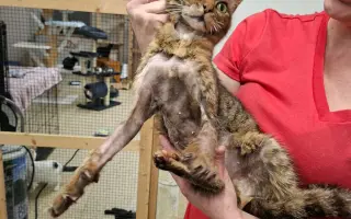 Pomoc s úhradou veterinárních nákladů 🙏