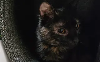 Kočička Eli a její boj s FeLV - pomozme ji k úlevě