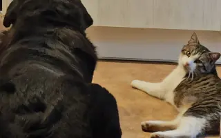 Pejsek Nero prosí o pomoc: Ještě není můj čas 🙏