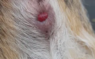 🐾 SOS sbírka pro Soničku – fenku, která je celý svět malého chlapečka