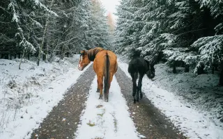 Zapoj se! Naplň seník pro zvířata z Nech Mě Růst! Pomoz zvířecím kamarádům!