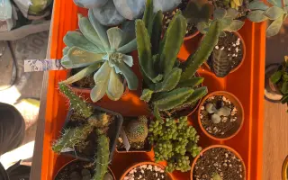 Podpořte in vitro záchranu a kultivaci ohrožených orchidejí a rostlin