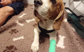 Maxíček s andělskými křídly