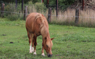 Pomozte dětem s handicapem získat nového hiporehabilitačního koně