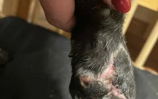 Záchrana nožičky pro Franka