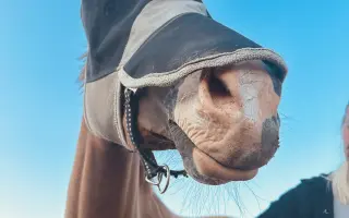 Zachraňme čelist Sithonii