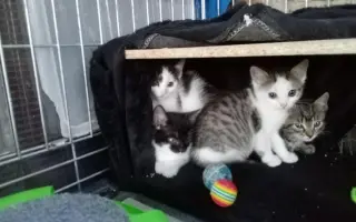 Pomoc pro nová koťata a kočičky - Kočky u Katky