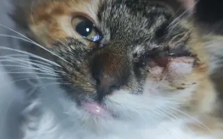 Druhá šance začíná tady: Rekonstrukce karantény pro kočky a skladu