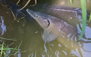 Obnova života rybníka po otravě ryb