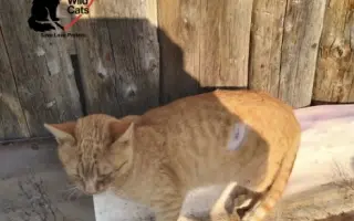 POMOZTE NÁM ZASTAVIT KRUH KOČIČÍHO UTRPENÍ. Víme jak na to, ale bez vás to nezvládneme.