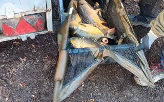 Obnova života rybníka po otravě ryb