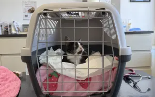 Pomozte zachránit roční Olivku v boji s FIP a FeLV♥️