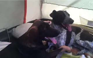 Pomozte Kessy postavit se zpátky na ťapky