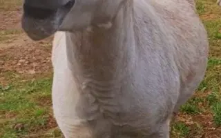 Záchrana nemocného oslíka Kryštofa.