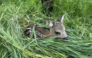 Stop utrpení srnčat – pomozte nám koupit dron s termovizí