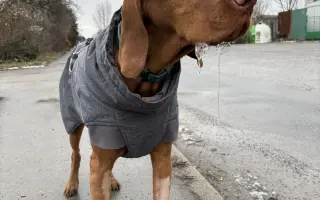 Pomozte nám zachránit Charlieho