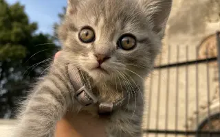 Pomoc Mikymu porazit smrtelnou nemoc FIP