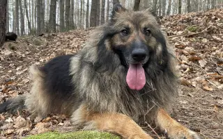 Ať může Rita zase chodit!