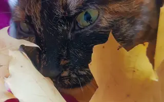 Kočička Firdous sní o dni kdy si bude moct znovu hrát