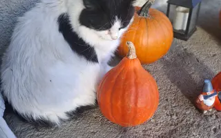 Pomozte prosím Oskarkovi porazit smrtelnou nemoc FIP