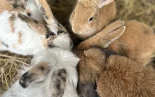 Krmení a seno pro zachráněná zvířata