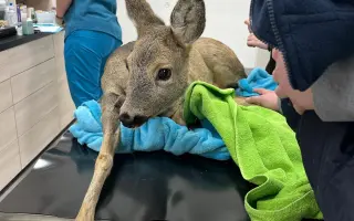 Šance na život pro březí srnečku Zuzičku