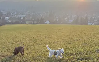 Asistenční pes, který mi pomůže žít, ne jen přežívat