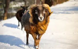 Pomůžete nám naplnit bříška hospodářským zvířátkům
