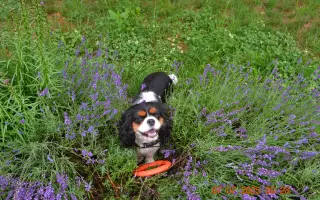 Pomohli jste Petře s autismem
