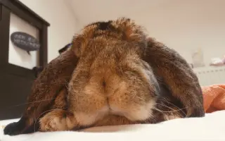 Prosíme, pomozte Nefince přestat trpět 💔