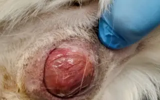 POMOC PRO FOXÍČKA, ASPENA A TAFFY-JACKA