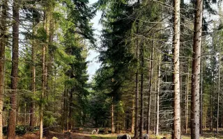 PSÍ BÁBINKY A DĚDULÍNCI - ROČNÍ PODPORA!