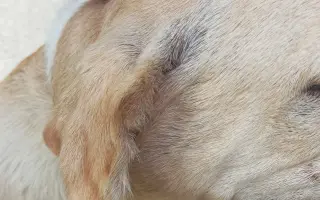 Veterinární pomoc naším svěřencům