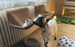 Pomozte nám naplnit jesle zachráněným ovcím a kozám z Farmy Kapsa