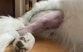 Dvě kolínka pro Oriho. Pomozte Orimu na tlapky