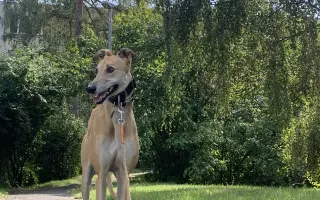 Prosíme o pomoc Tequile po operaci plíce, aby mohla dále skotačit